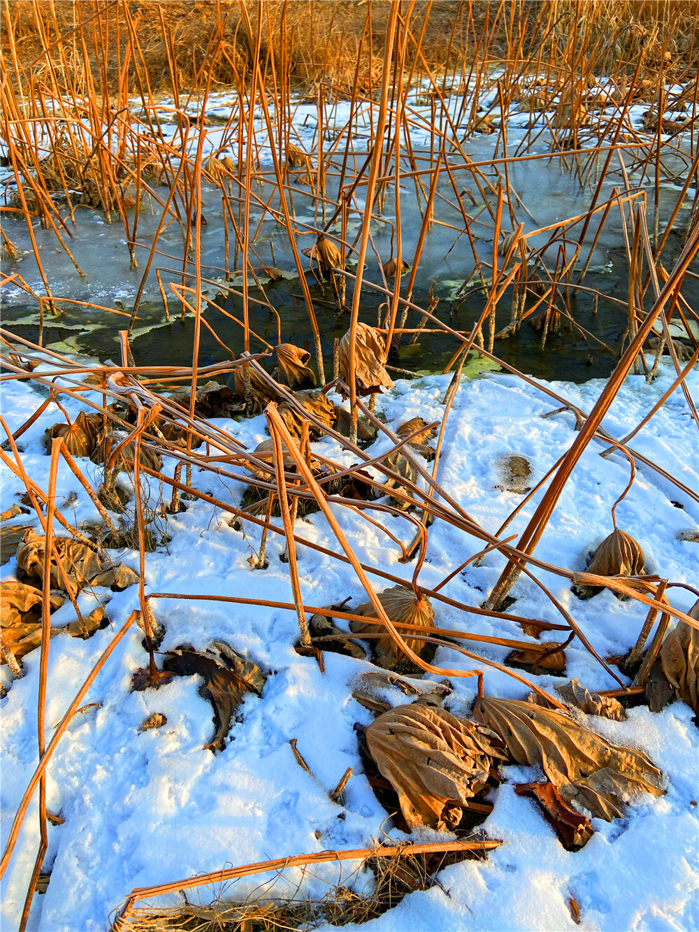 刘勇良手机 纪实摄影：雪地残荷