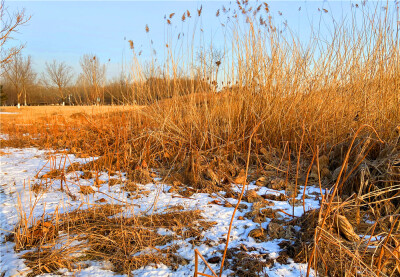 刘勇良手机 纪实摄影：雪地残荷