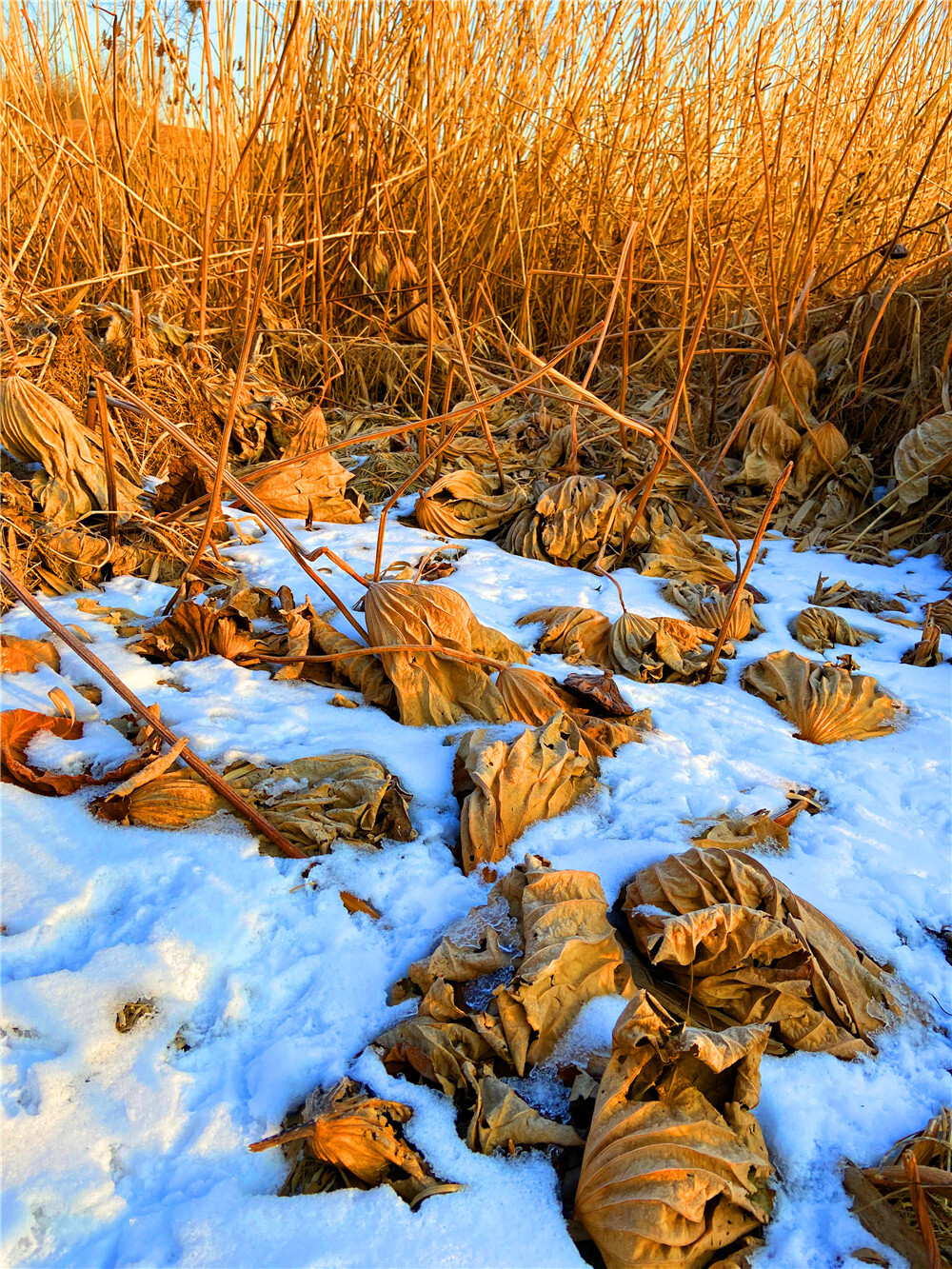 刘勇良手机 纪实摄影：雪地残荷