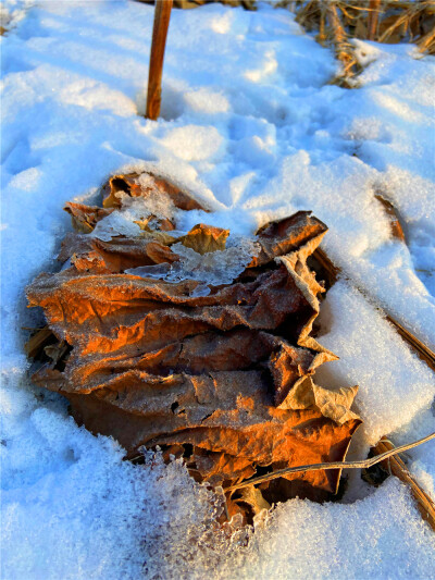 刘勇良手机 纪实摄影：雪地残荷