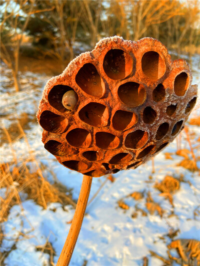 刘勇良手机 纪实摄影：雪地残荷