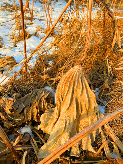 刘勇良手机 纪实摄影：雪地残荷