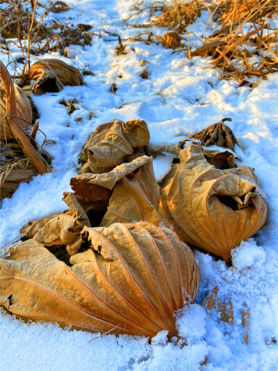 刘勇良手机 纪实摄影：雪地残荷