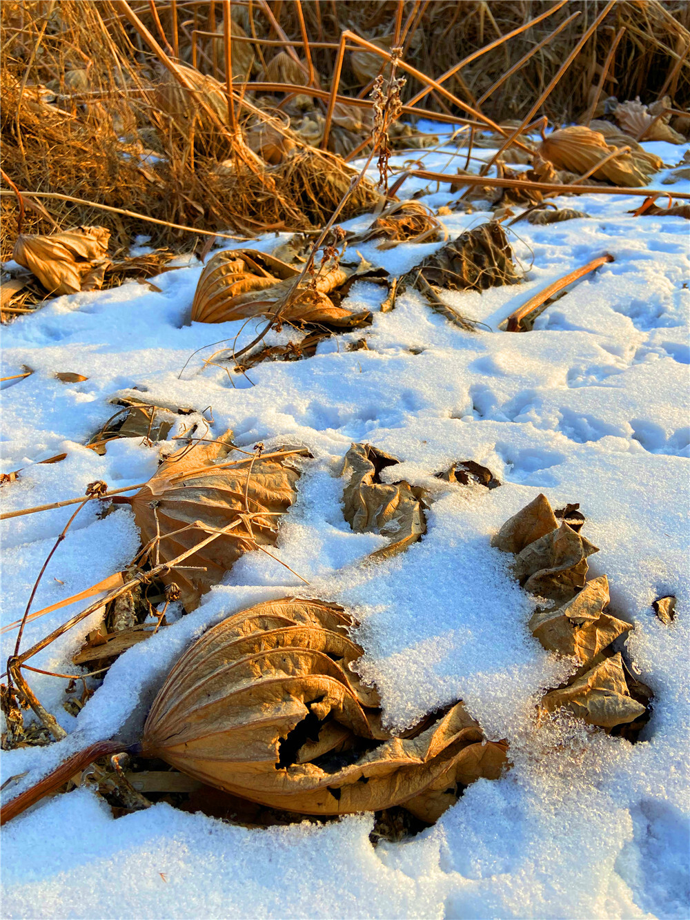 刘勇良手机 纪实摄影：雪地残荷