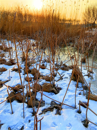 刘勇良手机 纪实摄影：雪地残荷