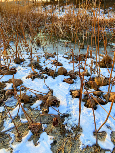 刘勇良手机 纪实摄影：雪地残荷