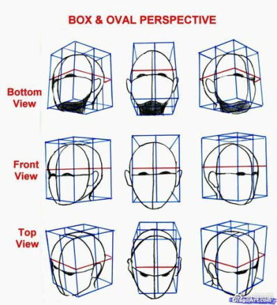 头部结构和透视参考