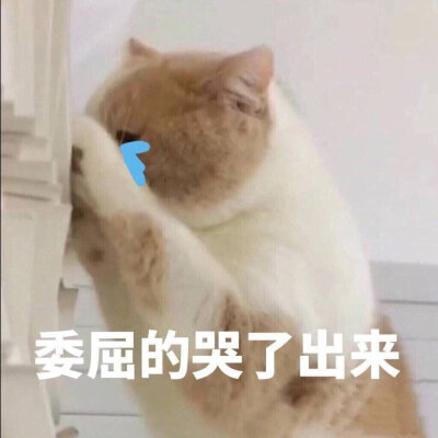 熬夜冠军
表情包