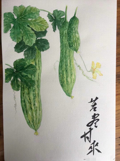 柚子插画系列
