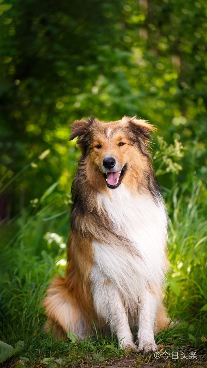 苏格兰牧羊犬