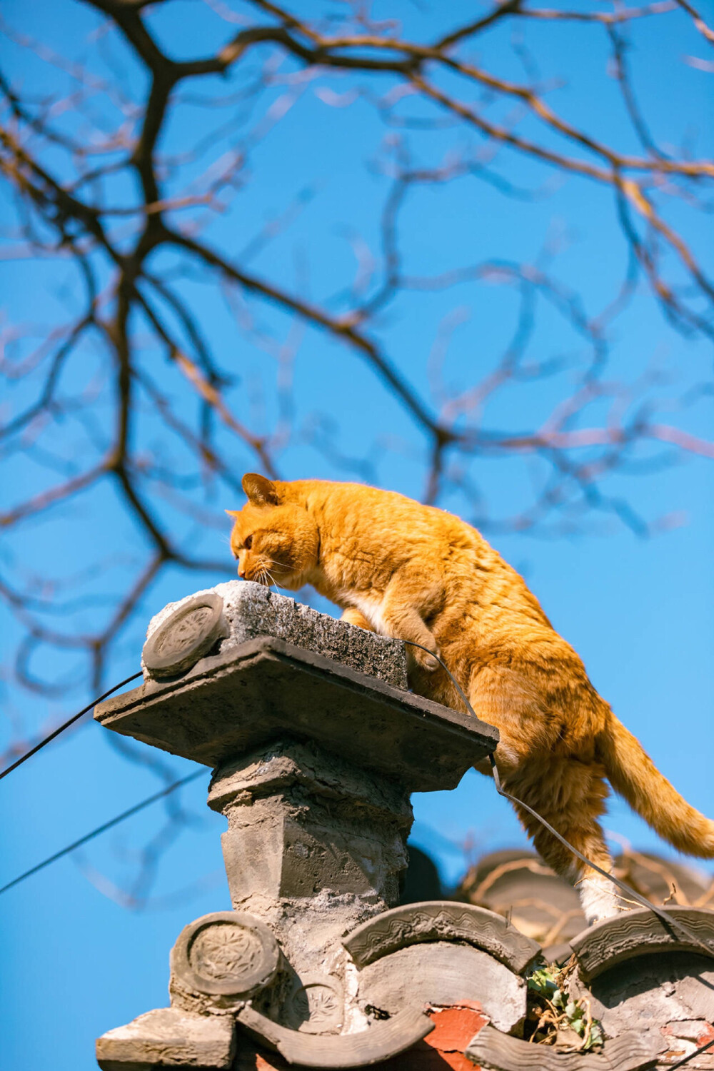 北京 四合院 橘猫