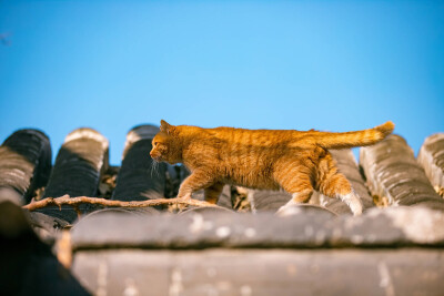 北京 四合院 橘猫