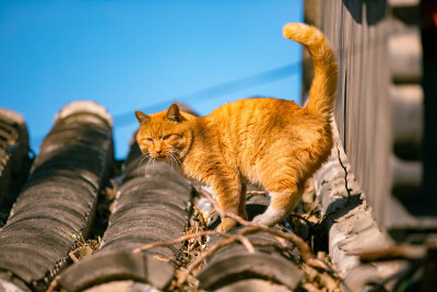 北京 四合院 橘猫