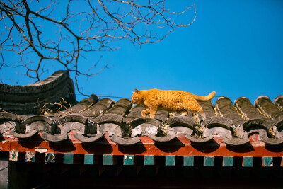 北京 四合院 橘猫