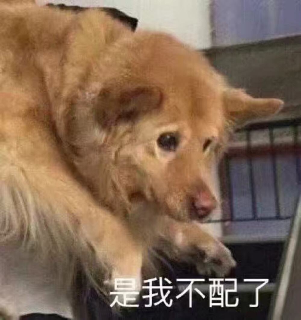 狗狗表情包