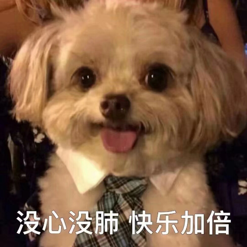 狗狗表情包