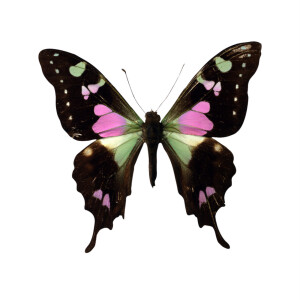  .∗̥✩⁺˚♡ .∗̥✩⁺˚♡ .∗̥✩  