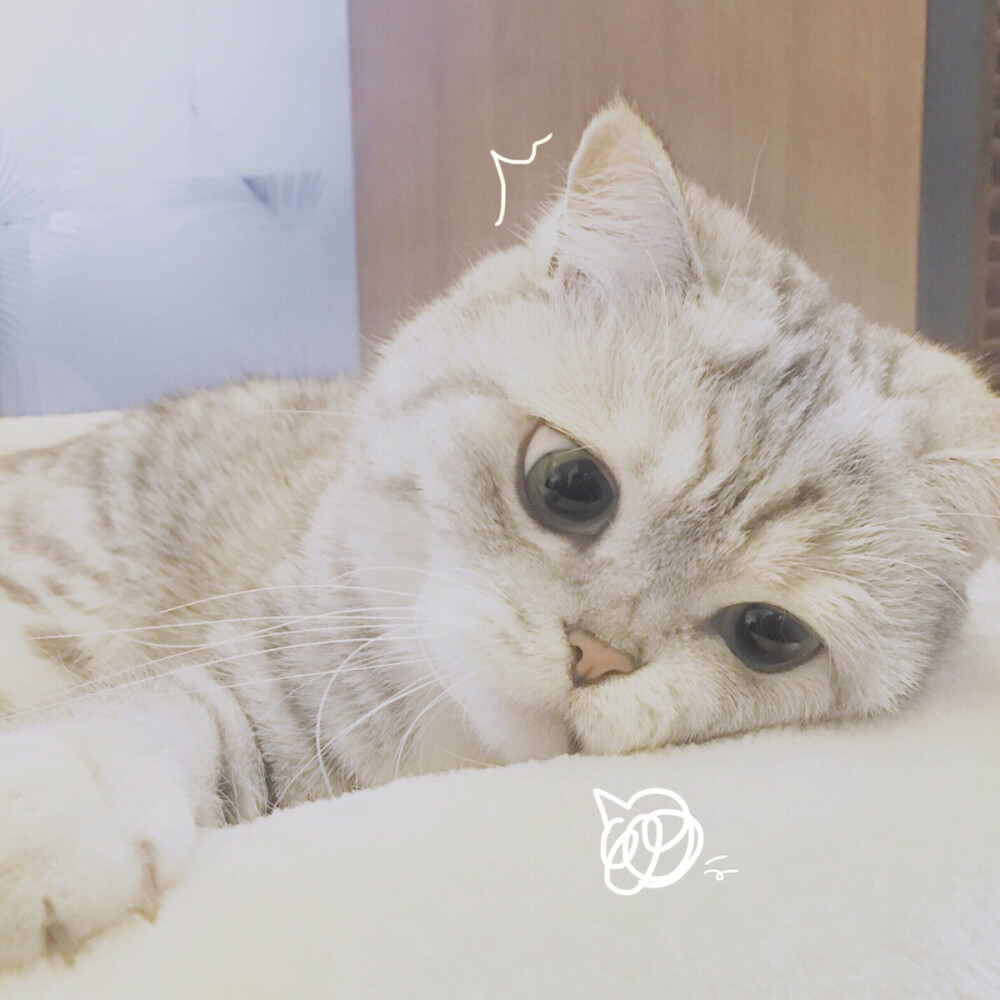 头像 猫