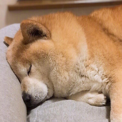 发布到永远排第一的…mrs_捷捷51柴犬发布到沙雕专辑璐瑶-1强颜欢笑
