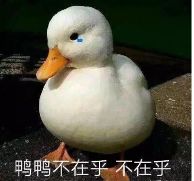 表情包