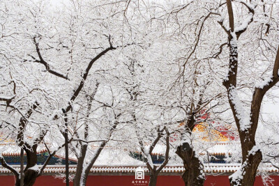 #紫禁城的瑞雪#一场飞雪，一座城。
图源：weibo 侵删