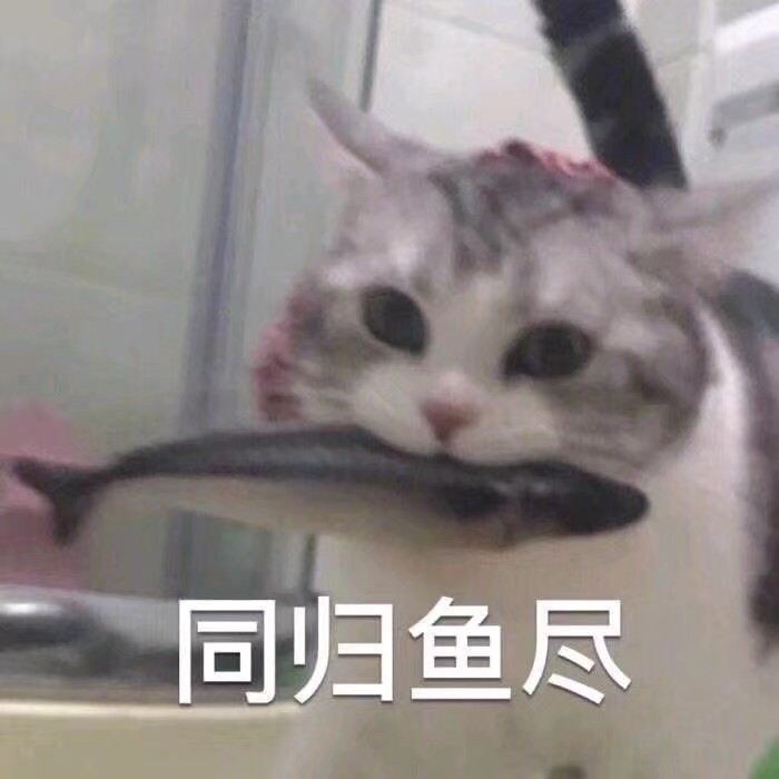 猫咪表情包可爱