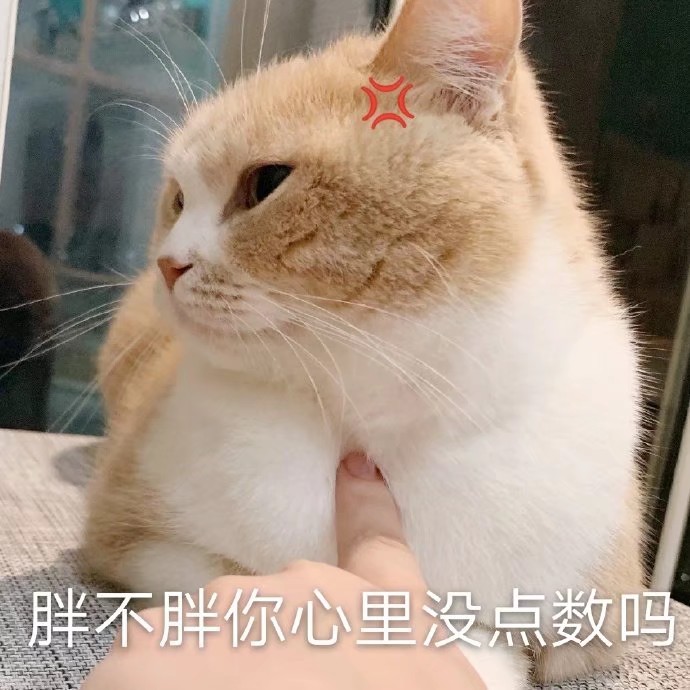 猫咪表情包可爱