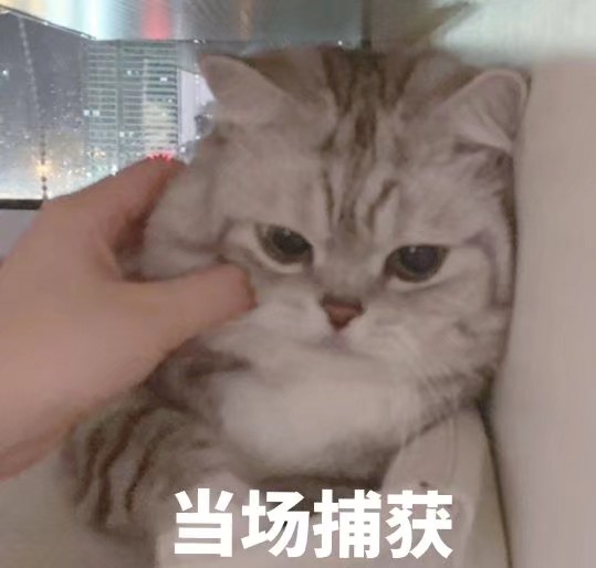 猫咪表情包可爱