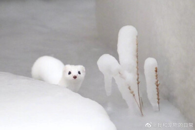 雪貂