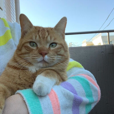 /ins: nabesentochiro