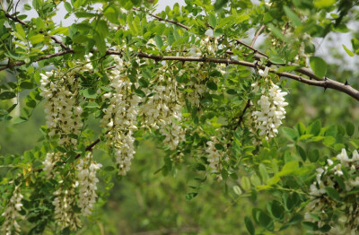 槐花树