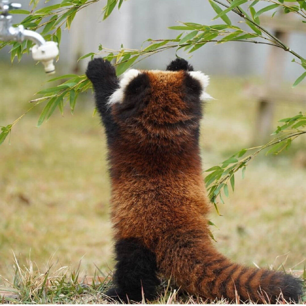 小熊猫