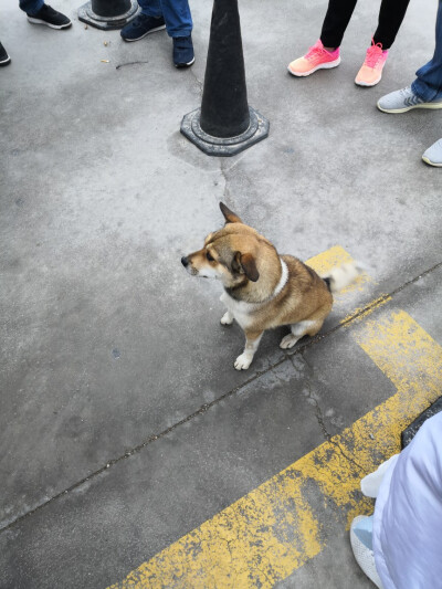 偶遇的狗狗，毛色分布很像非洲野犬呢