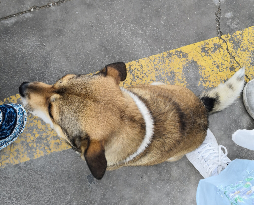 偶遇的狗狗，毛色分布很像非洲野犬呢