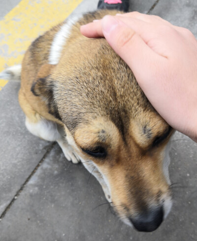 偶遇的狗狗，毛色分布很像非洲野犬呢