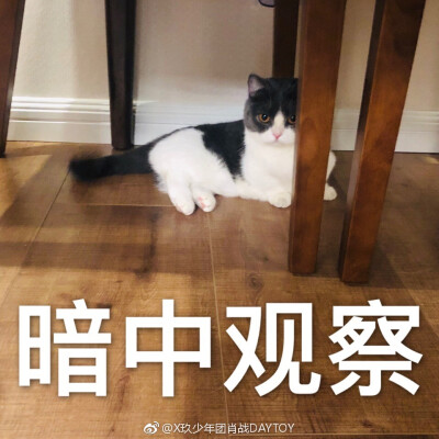 坚果宝宝