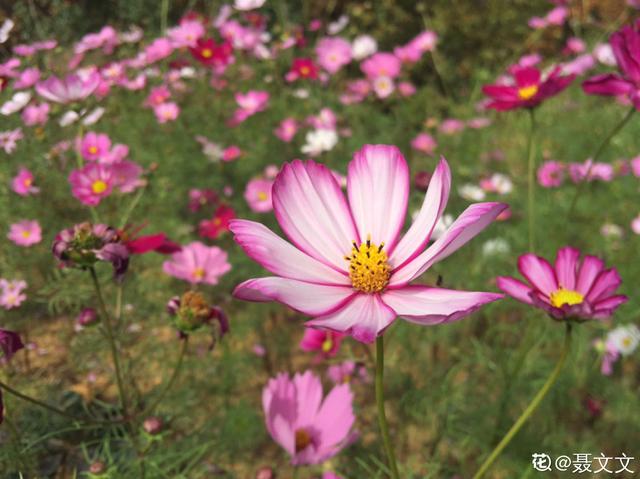 波斯菊，菊科秋英属植物，春天播种，夏天就能开花，一年可以开两次。非常耐旱，喜欢干燥、明媚的生长环境，浇水不能太多，不然枝条徒长，开花会很少！
有人说，波斯菊和格桑花有什么区别，格桑花根本不是一种花，而是西藏地区的老百姓用来表示幸福、美好的一类花，很多花都可以是格桑花，所以你可以说波斯菊是格桑花的一种。