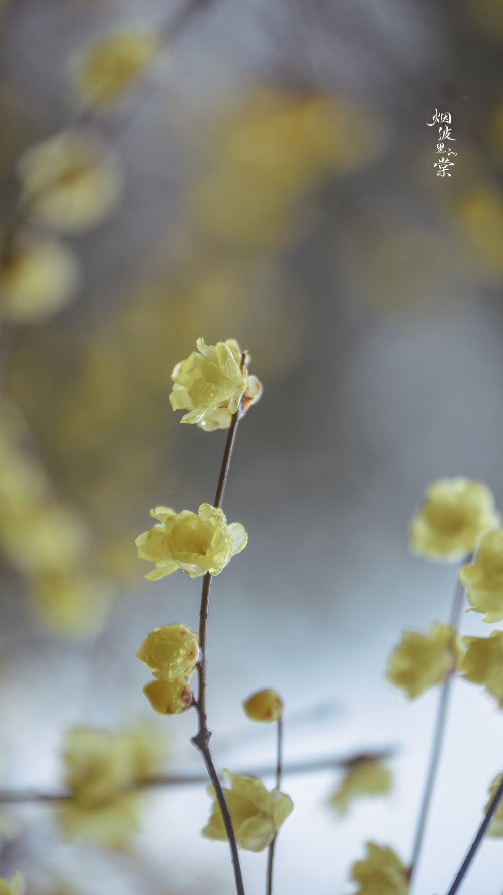 #最南京,全民拍##随手拍身边的美好#
【瞻园】雨中素心。
摄影 @烟波里的棠