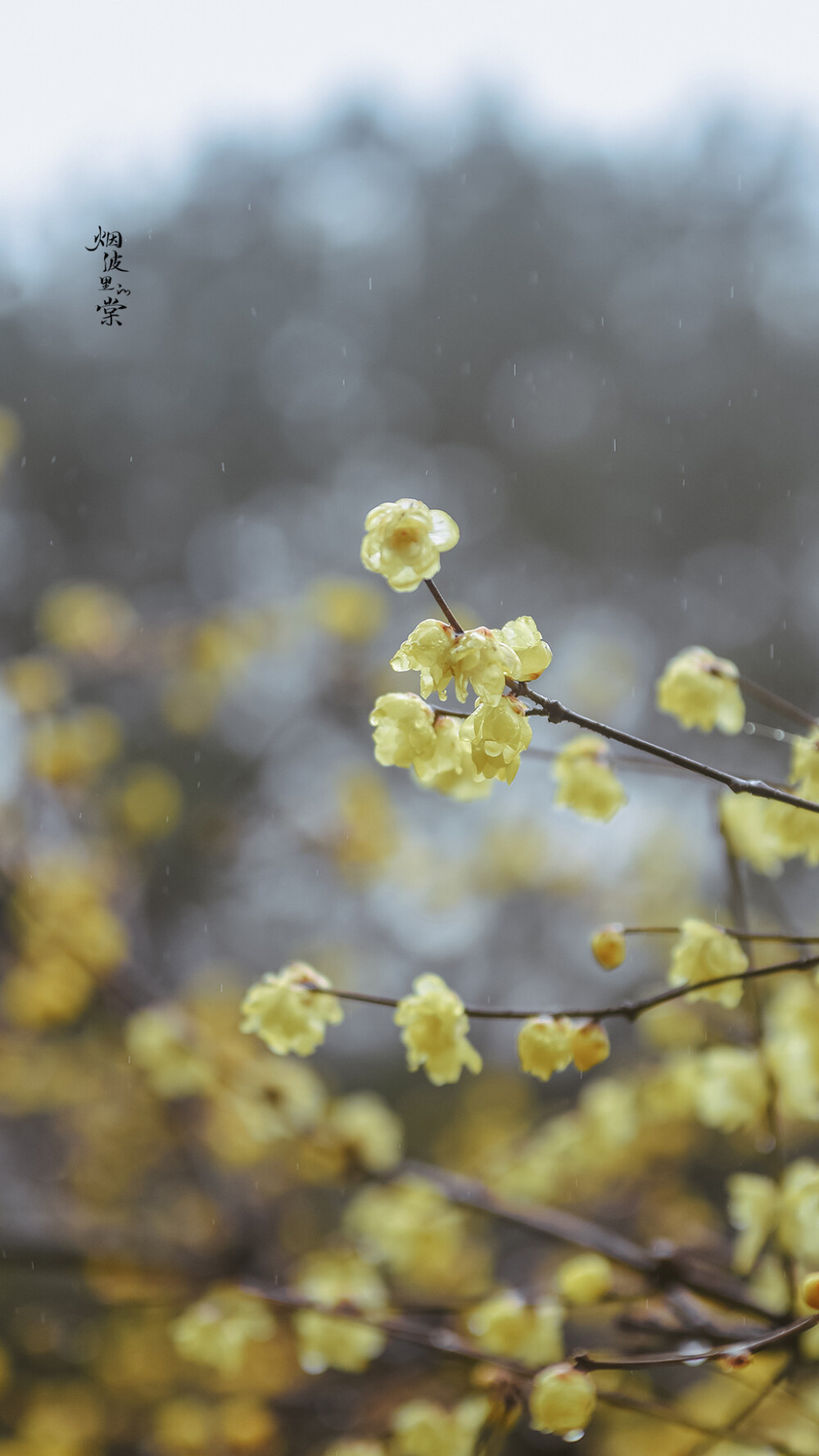 #最南京,全民拍##随手拍身边的美好#
【瞻园】雨中素心。
摄影 @烟波里的棠