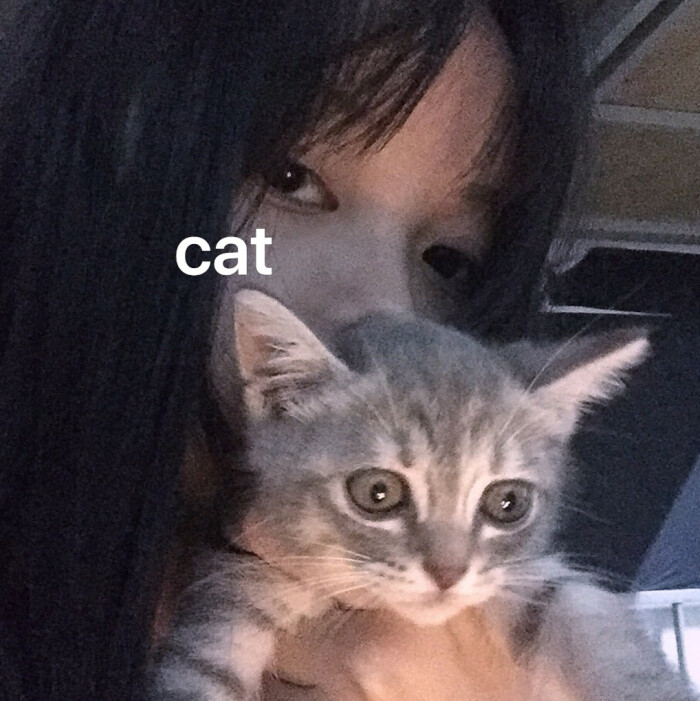 猫和女孩