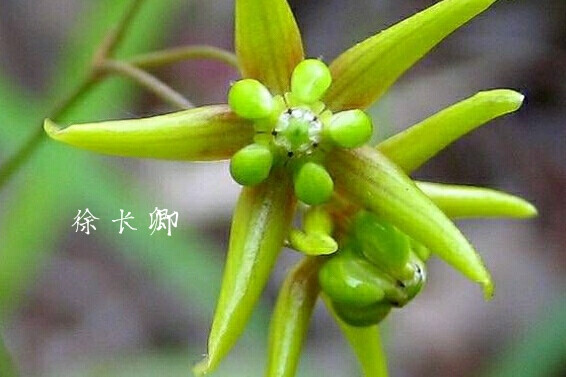 徐长卿，中药名。为萝藦科植物徐长卿Cynanchumpaniculatum（Bunge）Kitag.的根及根茎，或带根全草。具有祛风除湿，行气活血，去痛止痒，解毒消肿的功效。主治风湿痹痛，腰痛，脘腹疼痛，牙痛，跌扑伤痛，小便不利，泄泻，痢疾，湿疹，荨麻疹，毒蛇咬伤。