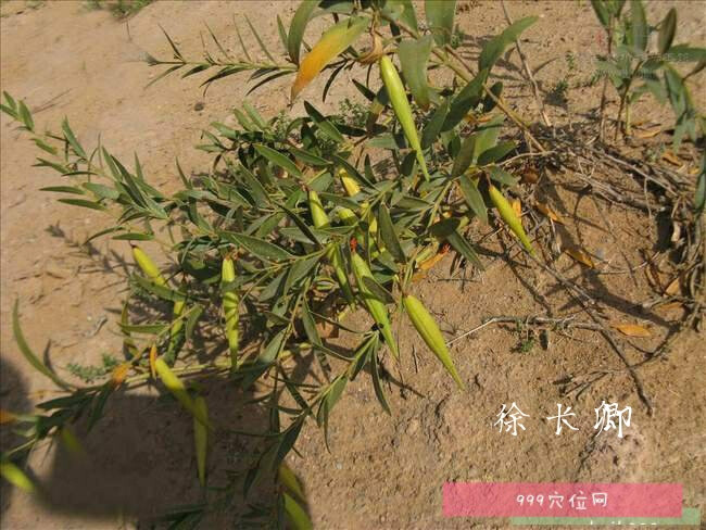 徐长卿，中药名。为萝藦科植物徐长卿Cynanchumpaniculatum（Bunge）Kitag.的根及根茎，或带根全草。具有祛风除湿，行气活血，去痛止痒，解毒消肿的功效。主治风湿痹痛，腰痛，脘腹疼痛，牙痛，跌扑伤痛，小便不利，泄泻，痢疾，湿疹，荨麻疹，毒蛇咬伤。