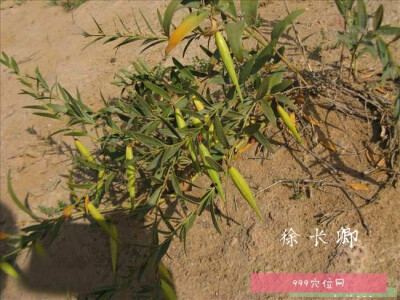 徐长卿，中药名。为萝藦科植物徐长卿Cynanchumpaniculatum（Bunge）Kitag.的根及根茎，或带根全草。具有祛风除湿，行气活血，去痛止痒，解毒消肿的功效。主治风湿痹痛，腰痛，脘腹疼痛，牙痛，跌扑伤痛，小便不利，…