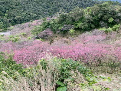 面朝大海，春暖花开
感谢今年全球暖冬，1月19日日本冲绳八重岳的樱花就提早开放，品种跟本岛的樱花不一样，是寒绯樱，每年最早开放！
嗨森，此行完满了