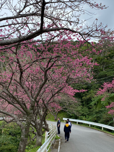 面朝大海，春暖花开
感谢今年全球暖冬，1月19日冲绳八重岳的樱花就提早开放，品种跟本岛的樱花不一样，是寒绯樱，每年最早开放！
嗨森，此行完满了