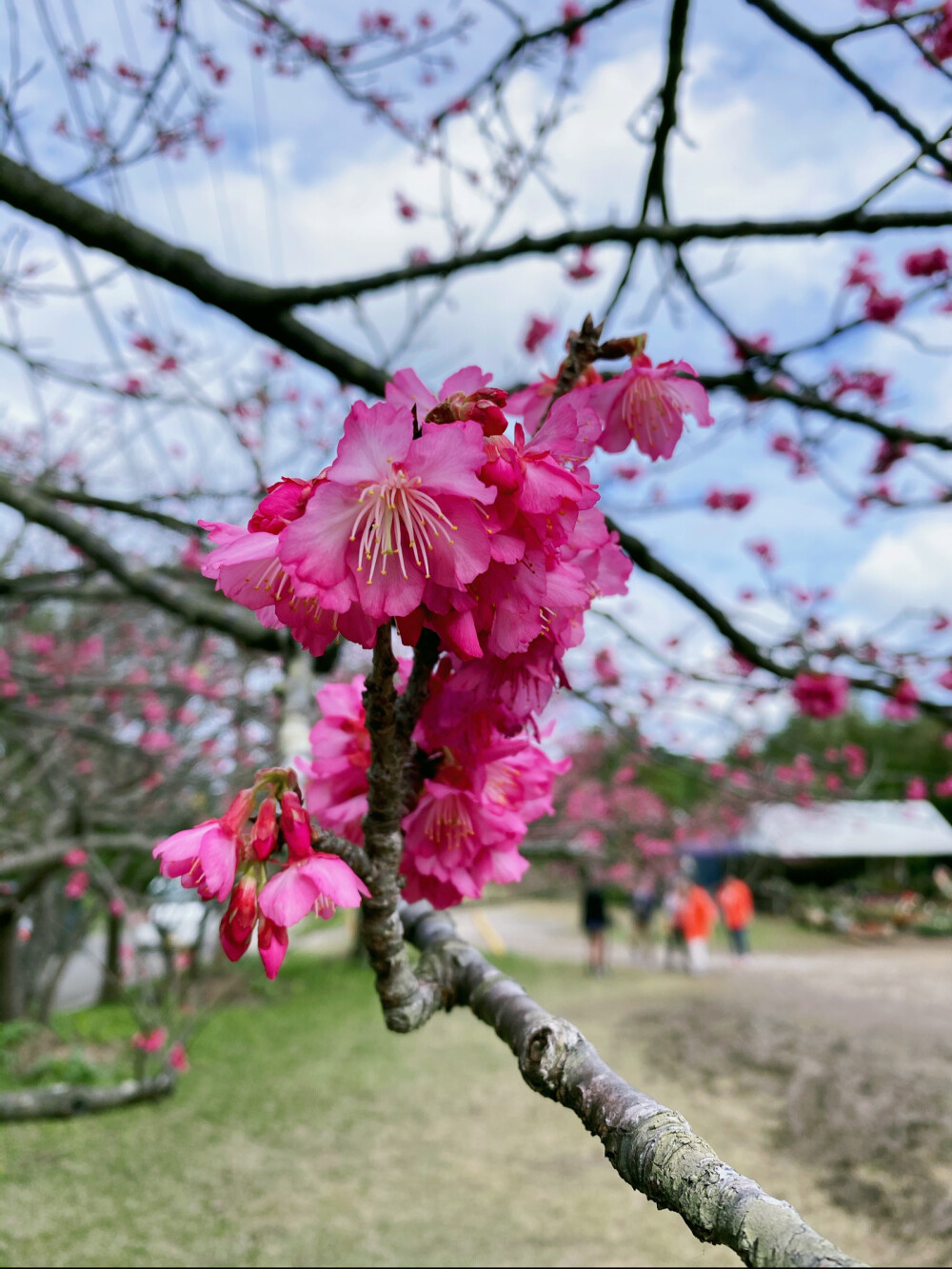 面朝大海，春暖花开
感谢今年全球暖冬，1月19日冲绳八重岳的樱花就提早开放，品种跟本岛的樱花不一样，是寒绯樱，每年最早开放！
嗨森，此行完满了