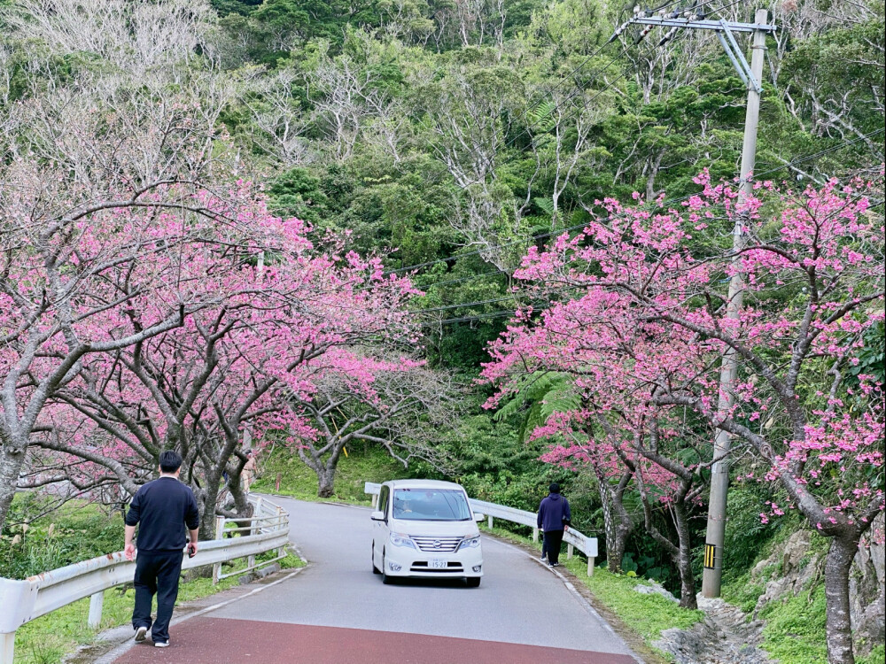 面朝大海，春暖花开
感谢今年全球暖冬，1月19日冲绳八重岳的樱花就提早开放，品种跟本岛的樱花不一样，是寒绯樱，每年最早开放！
嗨森，此行完满了