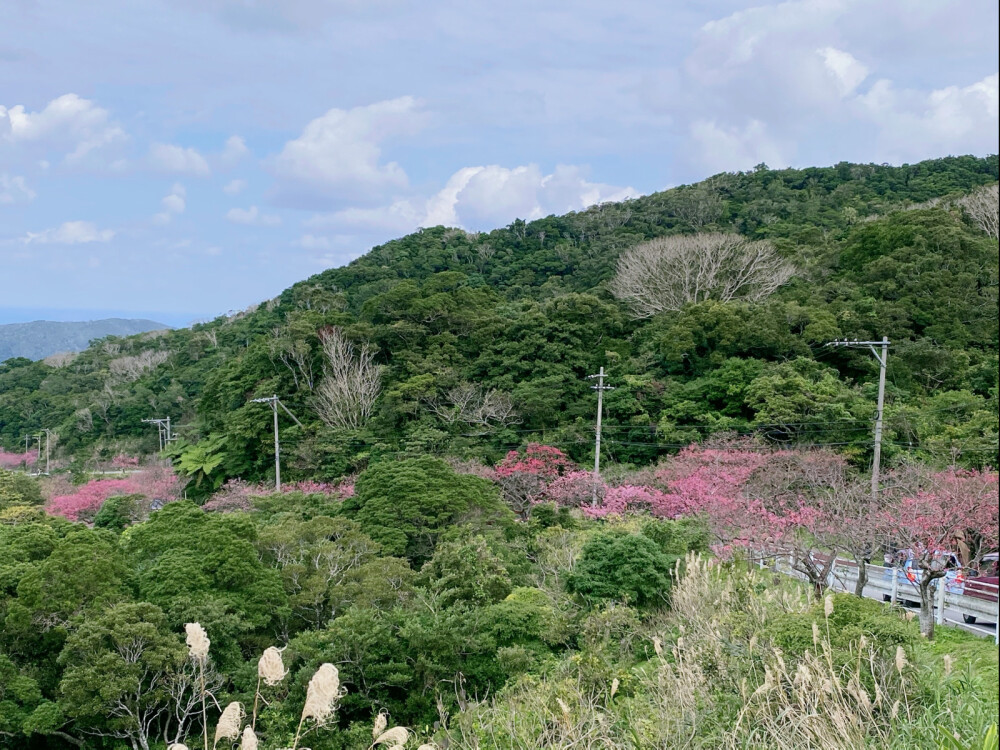 面朝大海，春暖花开
感谢今年全球暖冬，1月19日冲绳八重岳的樱花就提早开放，品种跟本岛的樱花不一样，是寒绯樱，每年最早开放！
嗨森，此行完满了