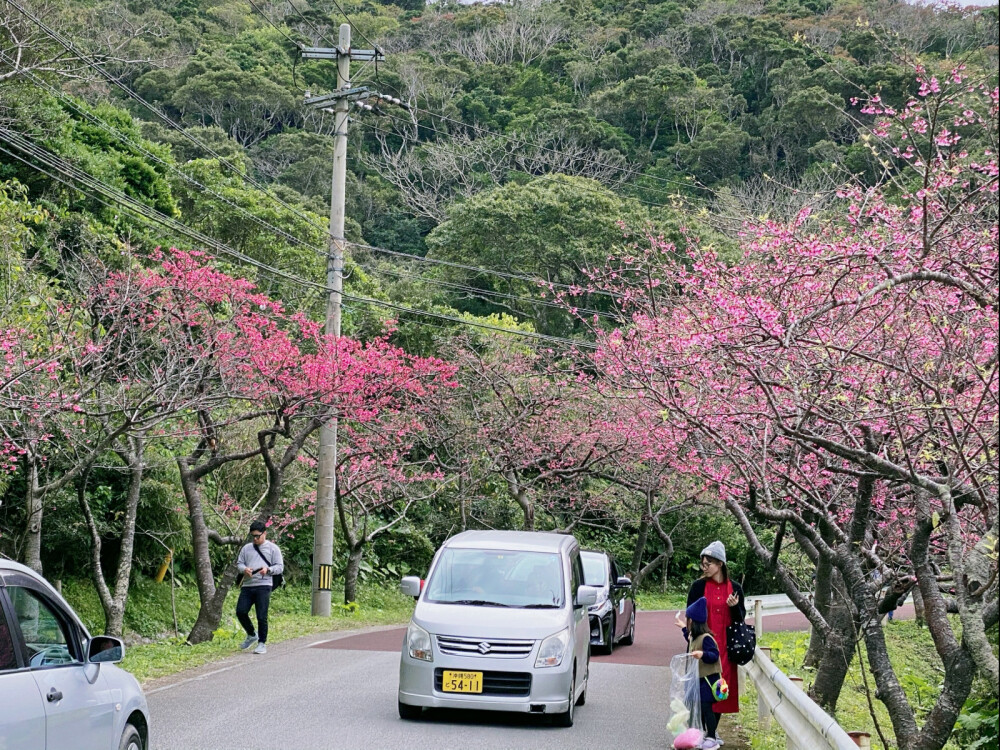 面朝大海，春暖花开
感谢今年全球暖冬，1月19日冲绳八重岳的樱花就提早开放，品种跟本岛的樱花不一样，是寒绯樱，每年最早开放！
嗨森，此行完满了