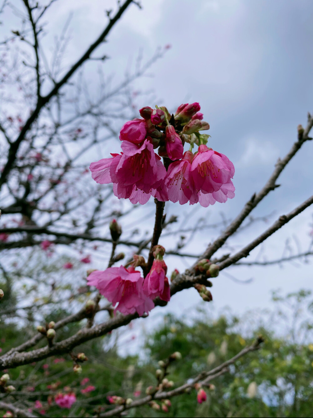 面朝大海，春暖花开
感谢今年全球暖冬，1月19日冲绳八重岳的樱花就提早开放，品种跟本岛的樱花不一样，是寒绯樱，每年最早开放！
嗨森，此行完满了